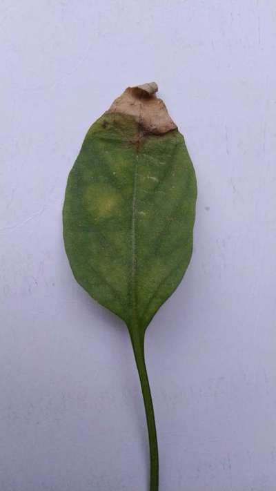 Downy Mildew - Capsicum & Chilli