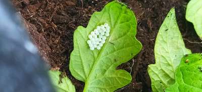 Chenille Helicoverpa - Tomates