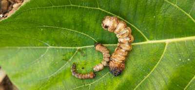 Mango Stem Borer - आंबा