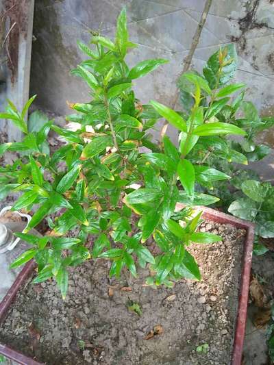 পটাশিয়ামের অভাবজনিত লক্ষণ - ডালিম