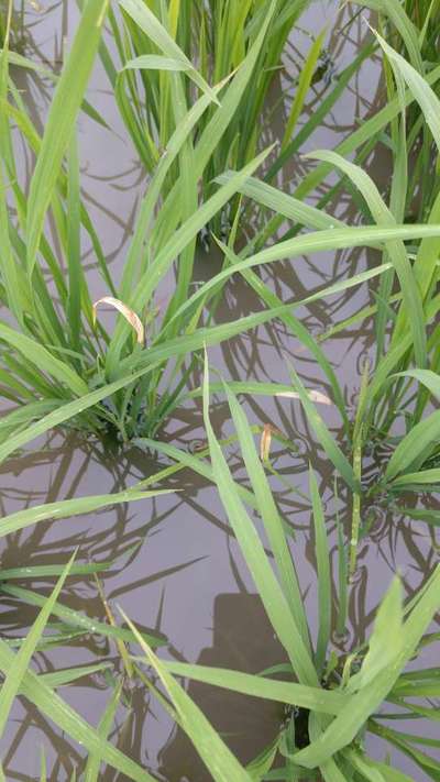 Bacterial Leaf Streak - Rice