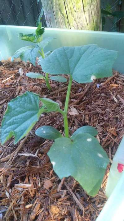 Anthracnose of Cucurbits - Cucumber