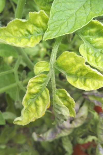 Aphids - Tomato