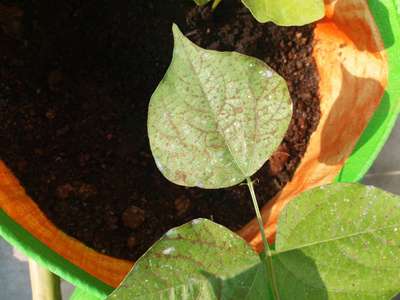 Soybean Rust - Bean