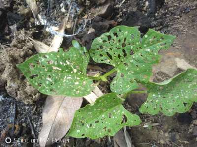 Flea Beetles - Bean