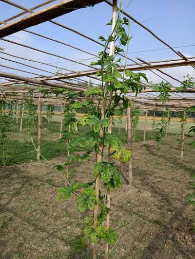 ম্যাগনেসিয়ামের অভাবজনিত রোগ - পেঁপে