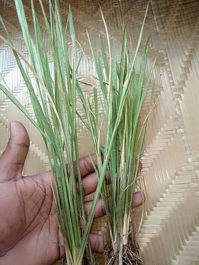 Powdery Mildew - Rice