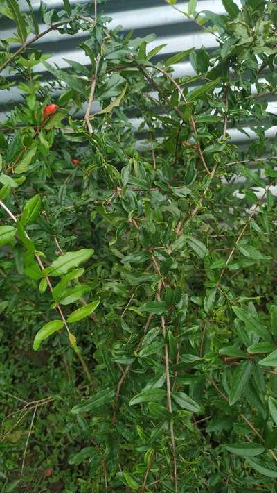 Spider Mites - Pomegranate