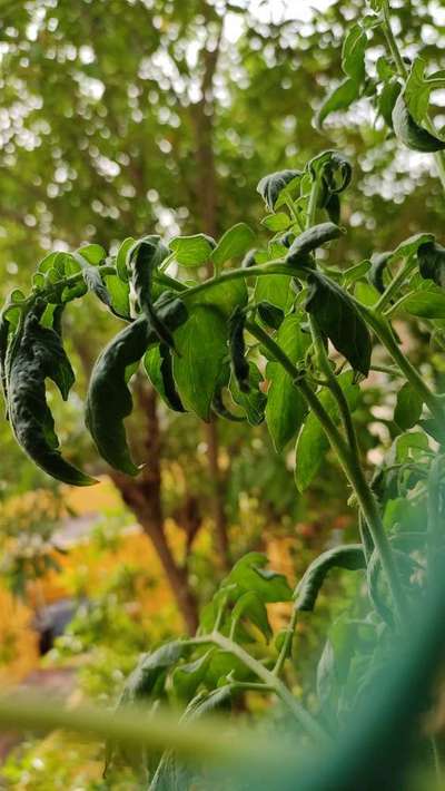 Broad Mite - Tomato