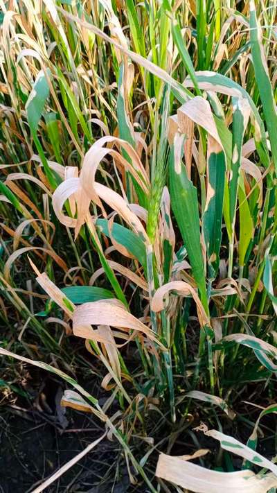 Herbicide Burn - Wheat