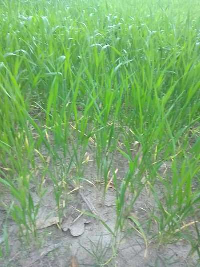 ಪೊಟ್ಯಾಸಿಯಮ್  ಕೊರತೆ - ಗೋಧಿ