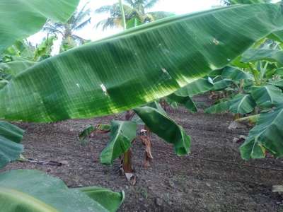 போரான் பற்றாக்குறை - வாழைப் பழம்