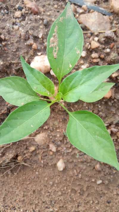 ಆರೋಗ್ಯಕರ ಸಸ್ಯ - ದಪ್ಪ ಮೆಣಸಿನಕಾಯಿ & ಮೆಣಸಿನಕಾಯಿ