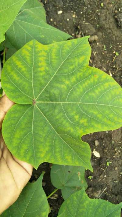 Magnesium Deficiency - Cotton