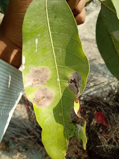 Algal Leaf Spot - Mango