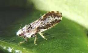 Citrus Psyllid - Citrus