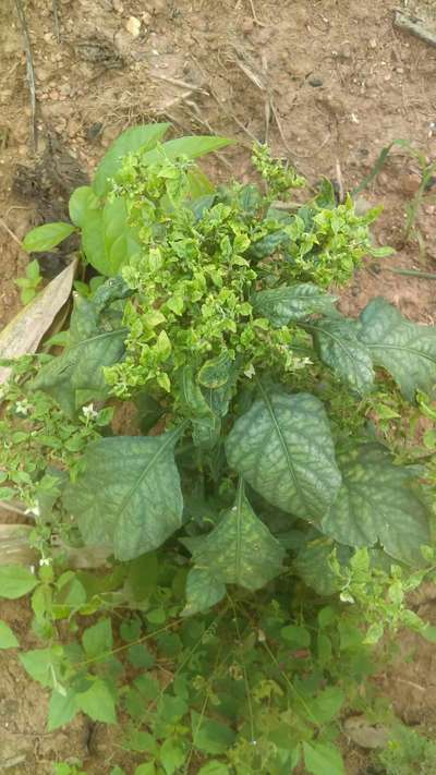 Boron Deficiency - Capsicum & Chilli