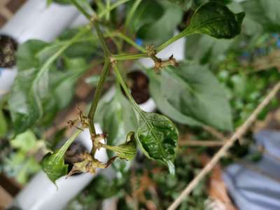 Wet Rot - Capsicum & Chilli