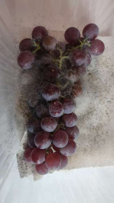 Botrytis Blight - Grape