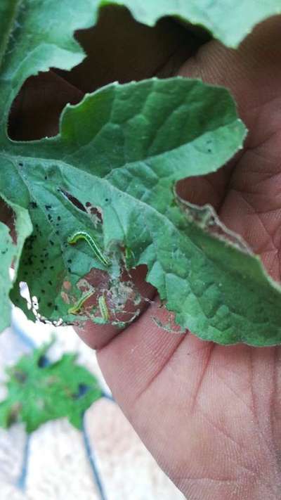 Diamondback Moth - Melon