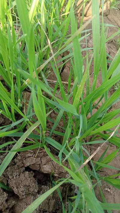 Brown Rust of Barley - गेहूं