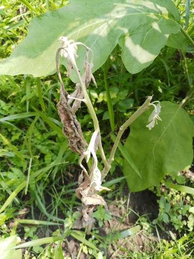 Brinjal Shoot and Fruit Borer - Brinjal