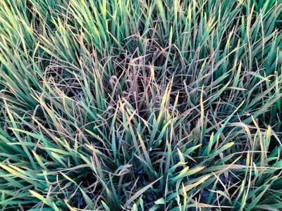 Bacterial Leaf Streak - ચોખા