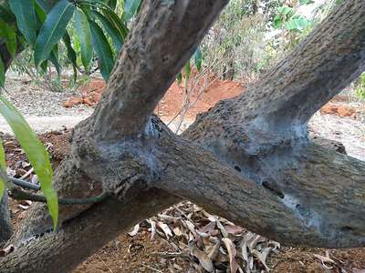 Crown Gall - Mango