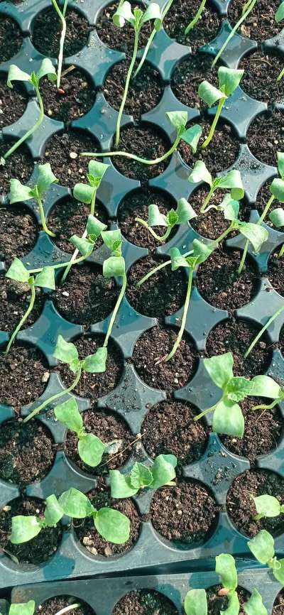 Damping-Off of Seedlings - Melon