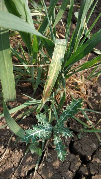 Yellow Stripe Rust - Wheat