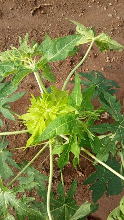 Boron Deficiency - Papaya