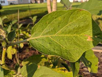 Gall Mite - Brinjal