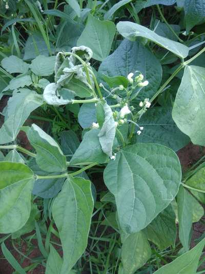 ಕಳೆನಾಶಕದಿಂದ ಹಾನಿ - ಹುರುಳಿ