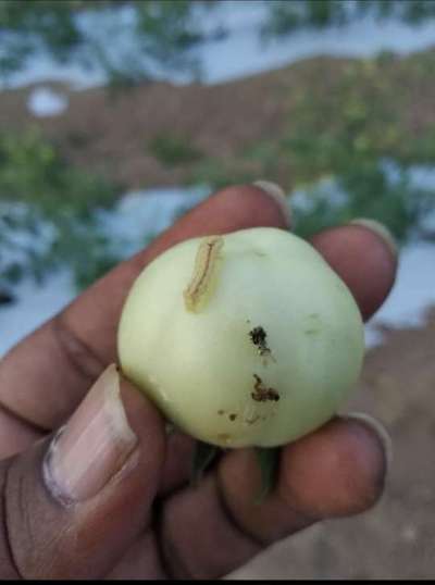 Helicoverpa Caterpillar - Tomato