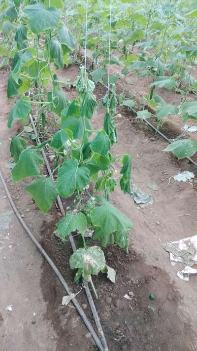 Fusarium Wilt - Cucumber