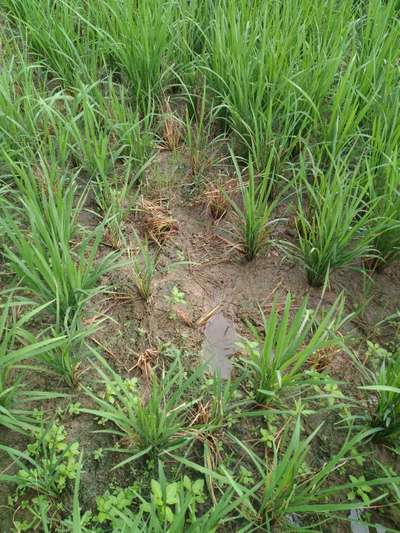 Brown Planthopper - Rice