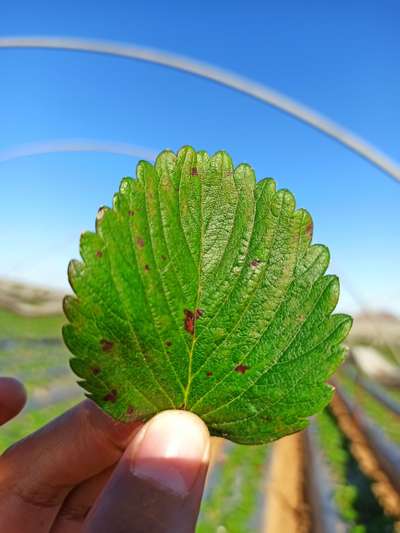 Angular Leaf Spot of Strawberry - Strawberry