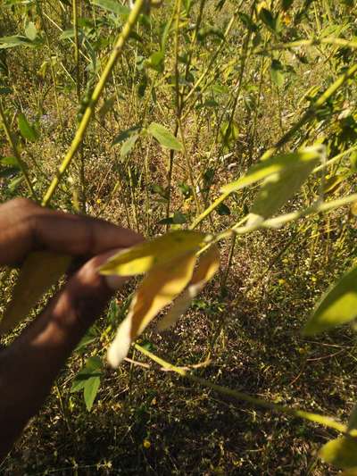 Fertilizer Burn - Pigeon Pea & Red Gram