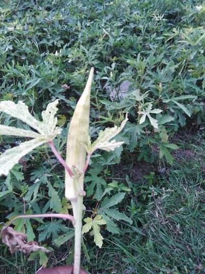 Whiteflies - Okra
