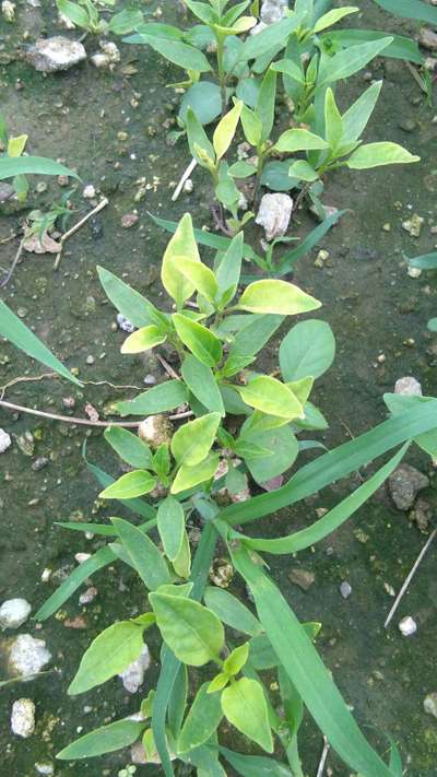 Sulfur Deficiency - Capsicum & Chilli