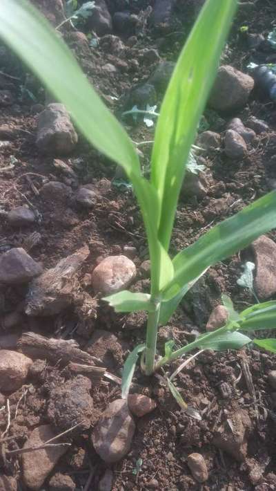 ಚುಕ್ಕೆಯುಳ್ಳ ಕಾಂಡಕೊರಕ - ಹುಲ್ಲುಜೋಳ