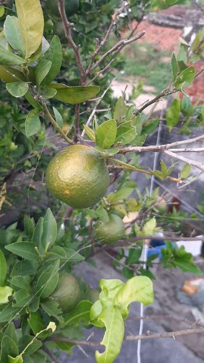 Oriental Fruit Fly - Citrus