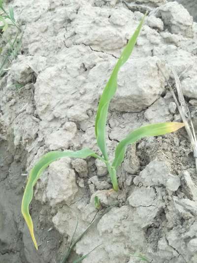 Nitrogen Deficiency - Maize