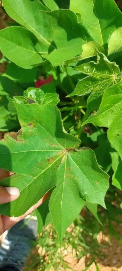 Herbicide Burn - Cotton