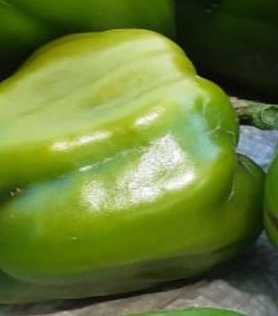 Sunburn - Capsicum & Chilli