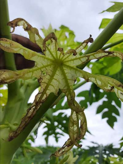 Iron Deficiency - Papaya