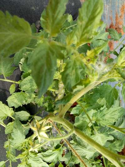 Tomato Yellow Leaf Curl Virus - Tomato