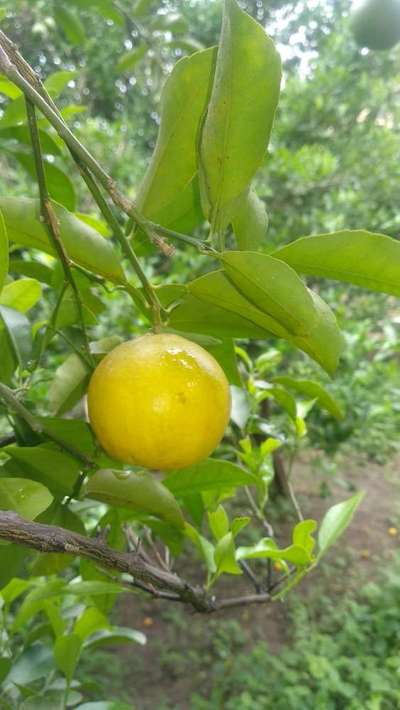 Mediterranean Fruit Fly - Citrus