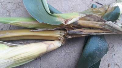 Banded Leaf and Sheath Blight - Maize