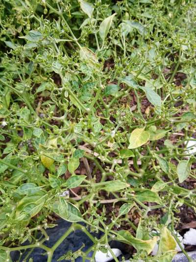 Chilli Leaf Curl Virus - Capsicum & Chilli